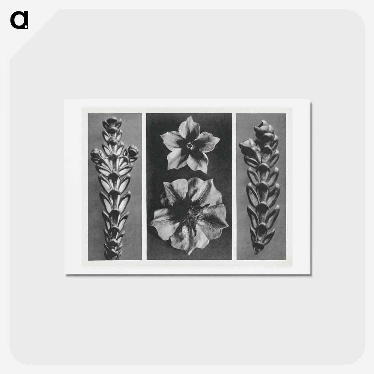 アートポストカード-Thujopsis dolabrata enlarged 10 times, Solanum tuberosum (Potato) enlarged 5 times, and Thujopsis dolabrata enlarged 10 times from Urformen der Kunst by . Original from The Rijksmuseum. Digital - カール ブロスフェルト Postcard.