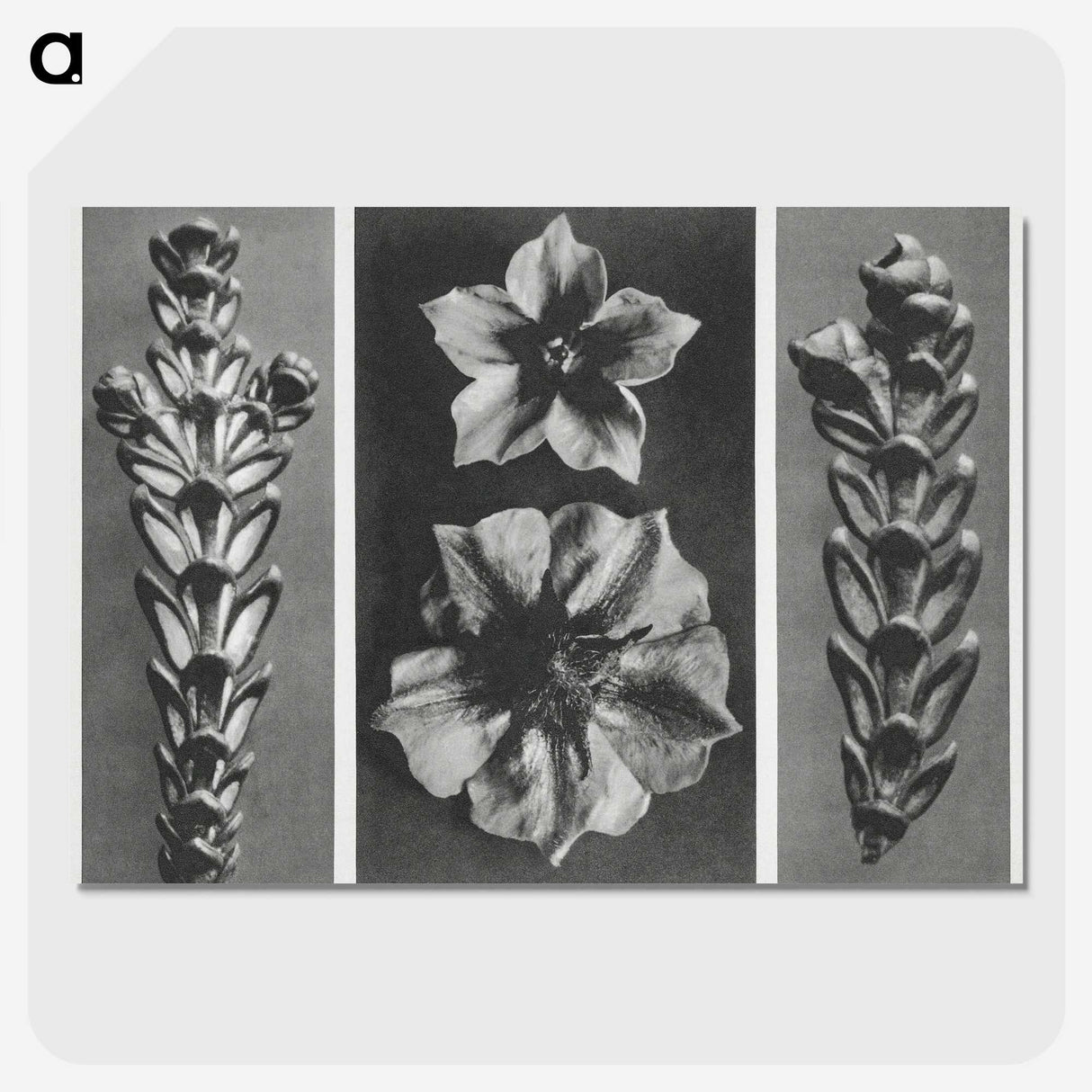1-89_Karl-Blossfeldt_picture-crop