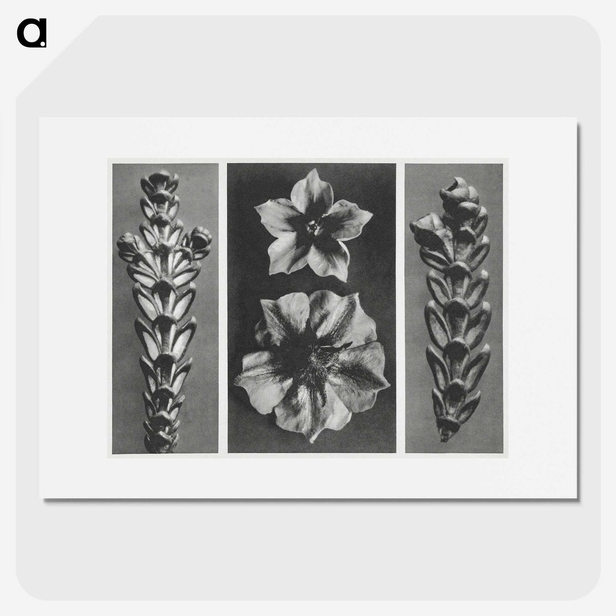 1-89_Karl-Blossfeldt_picture