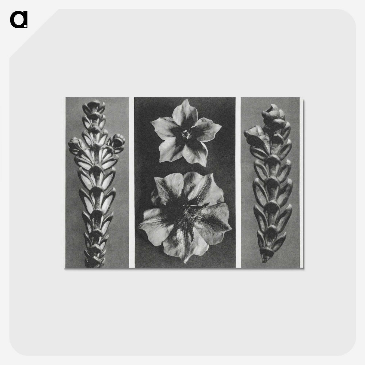 1-89_Karl-Blossfeldt_postcard