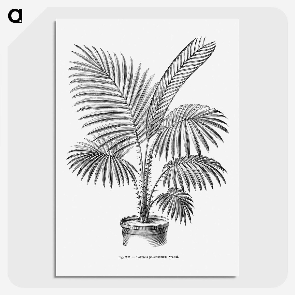 1-89_Les-Palmiers-Histoire-Iconographique_picture-crop
