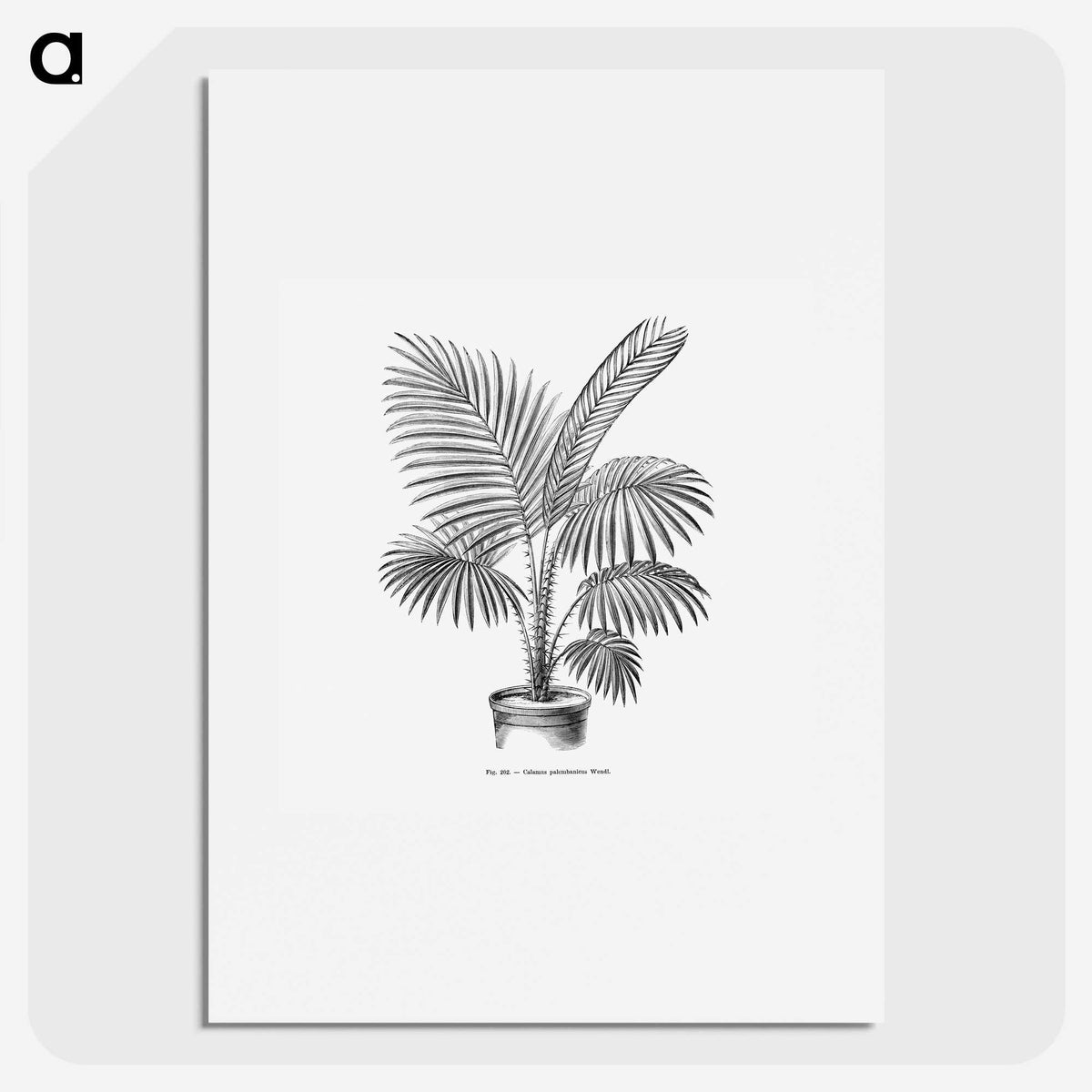 1-89_Les-Palmiers-Histoire-Iconographique_picture