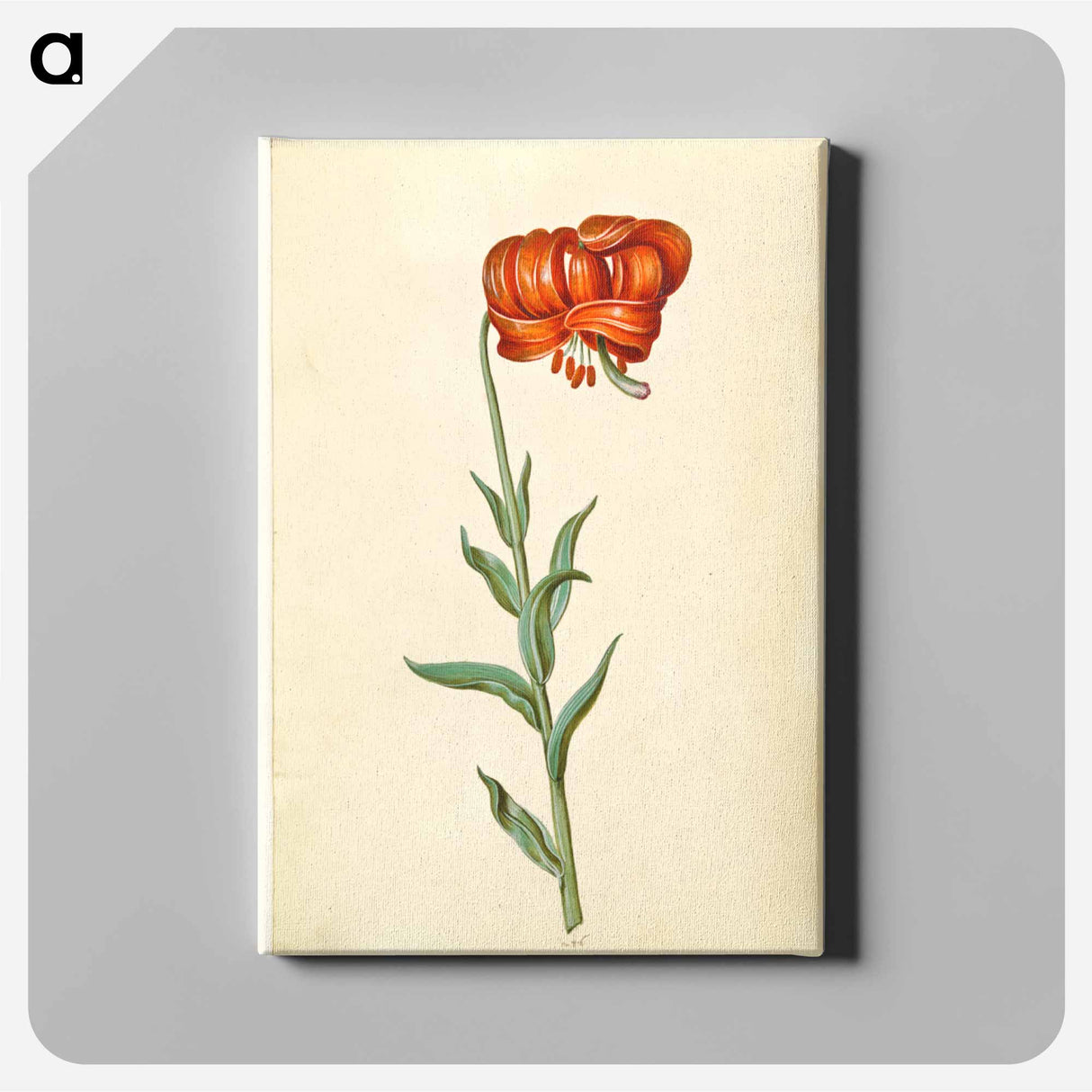 アートパネル-Lilium chalcedonicum
- マリア ジビーラ メーリアン Canvas.