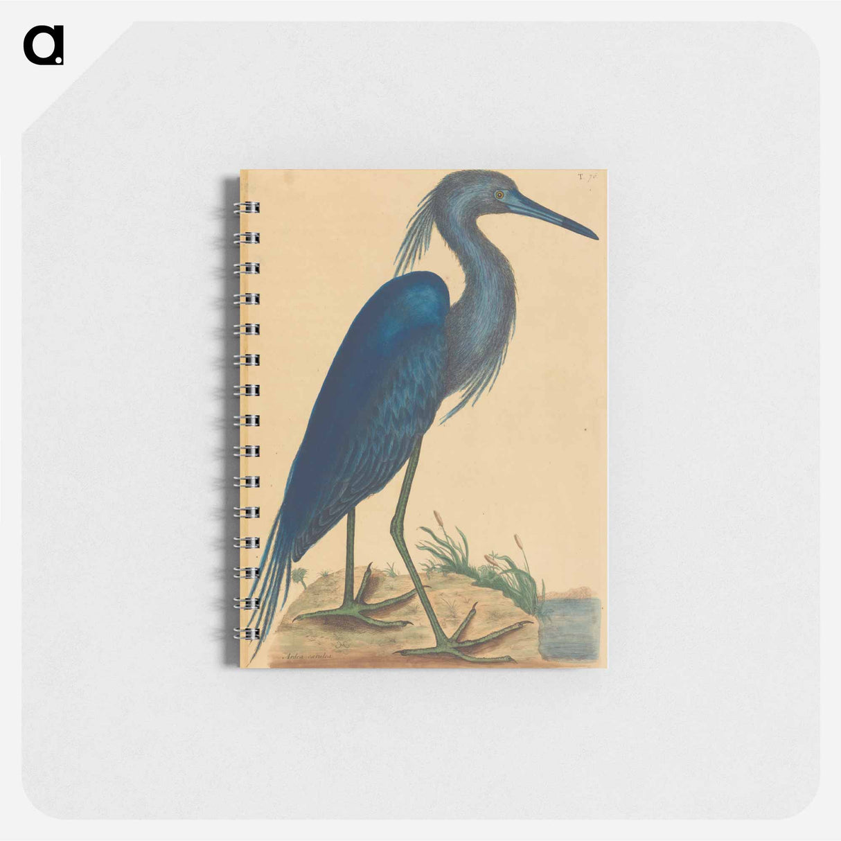 アートメモ帳-The Blue Heron
- マーク ケイツビー Memo.