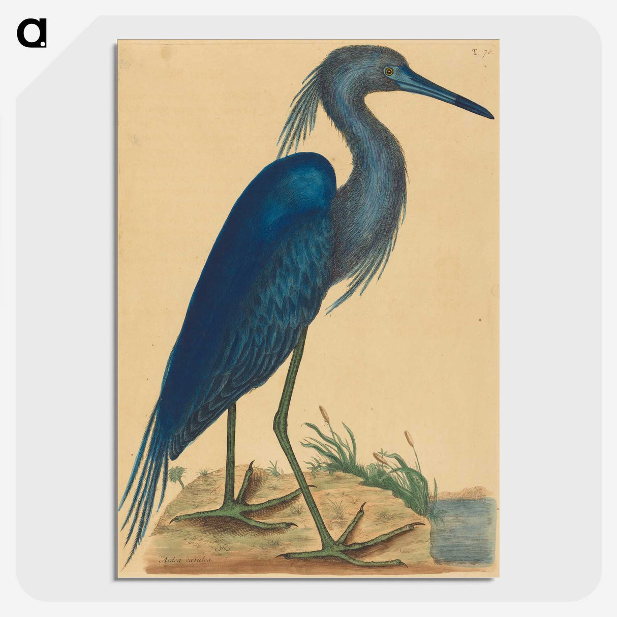 1-89_Mark-Catesby_picture-crop