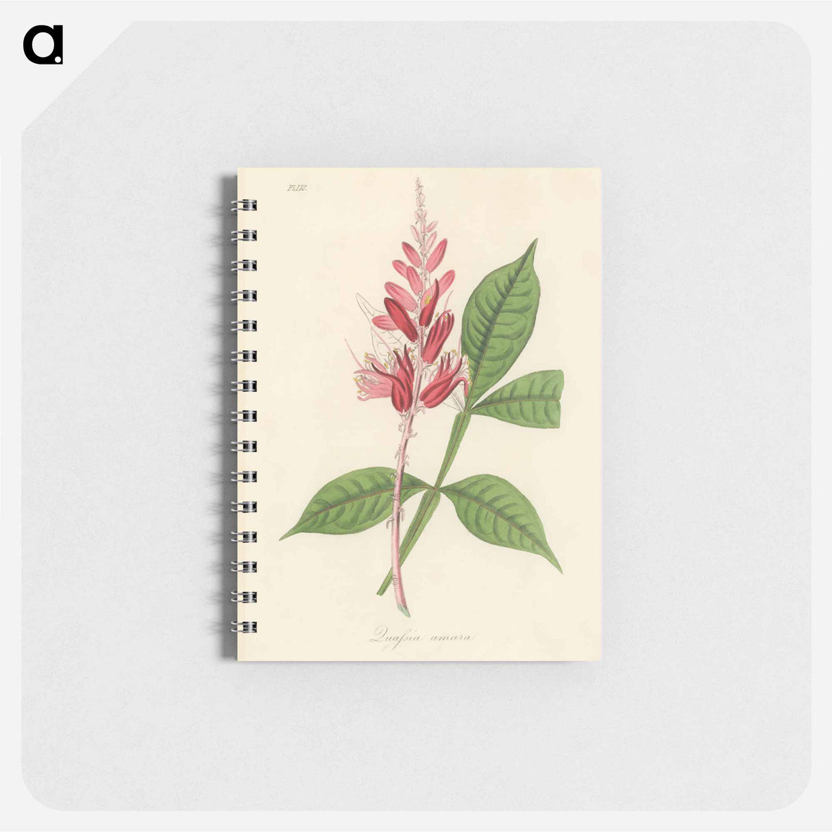 アートメモ帳-Lunasia amara Illustration
- 薬用植物学 Memo.