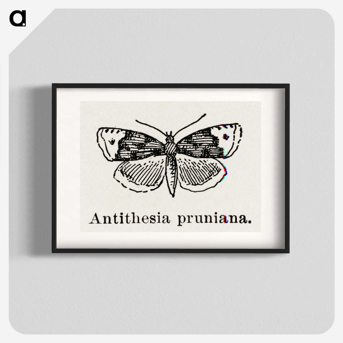 1-89_Moths-and-Butterflies-of-the-United-States_blk