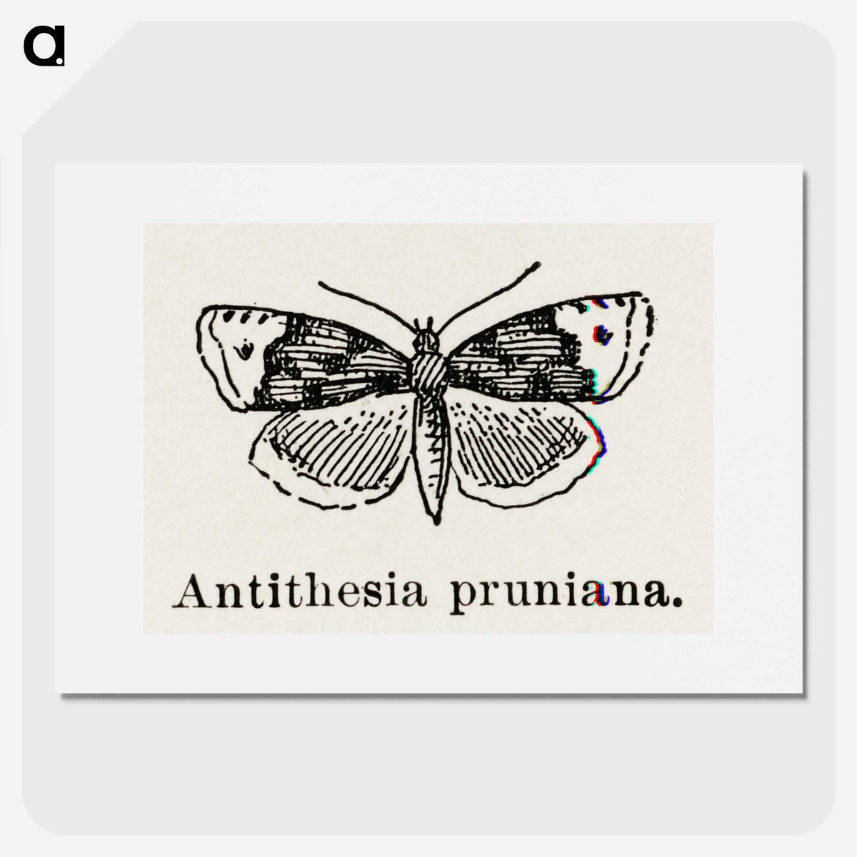 1-89_Moths-and-Butterflies-of-the-United-States_picture