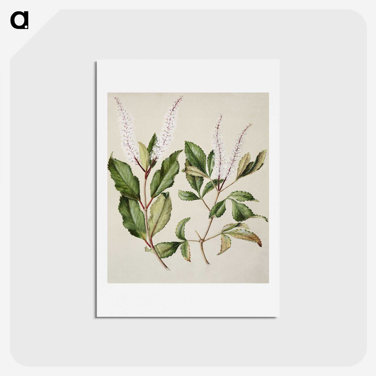 1-89_Native-Flowering-Plants-of-New-Zealand_hagaki