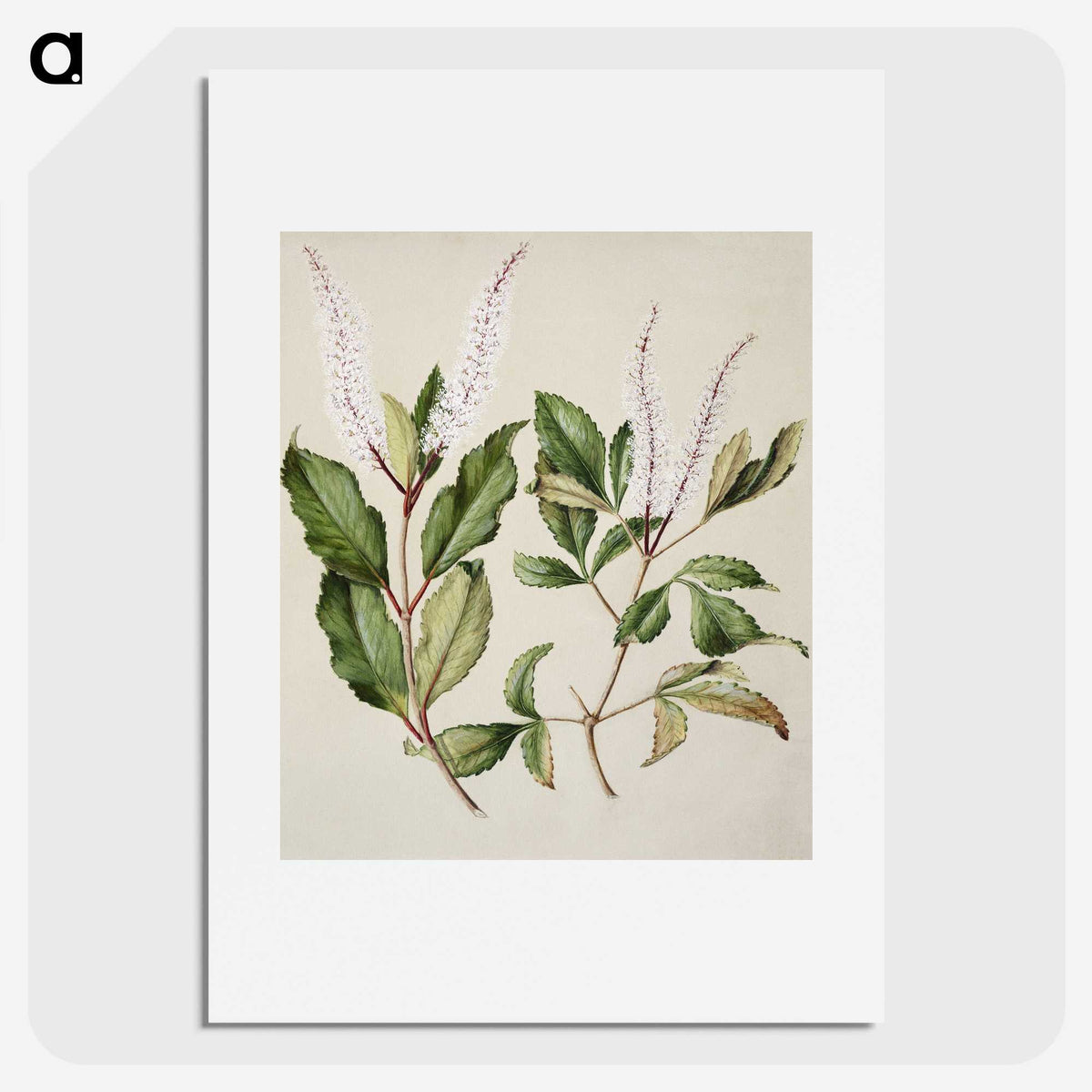 1-89_Native-Flowering-Plants-of-New-Zealand_picture