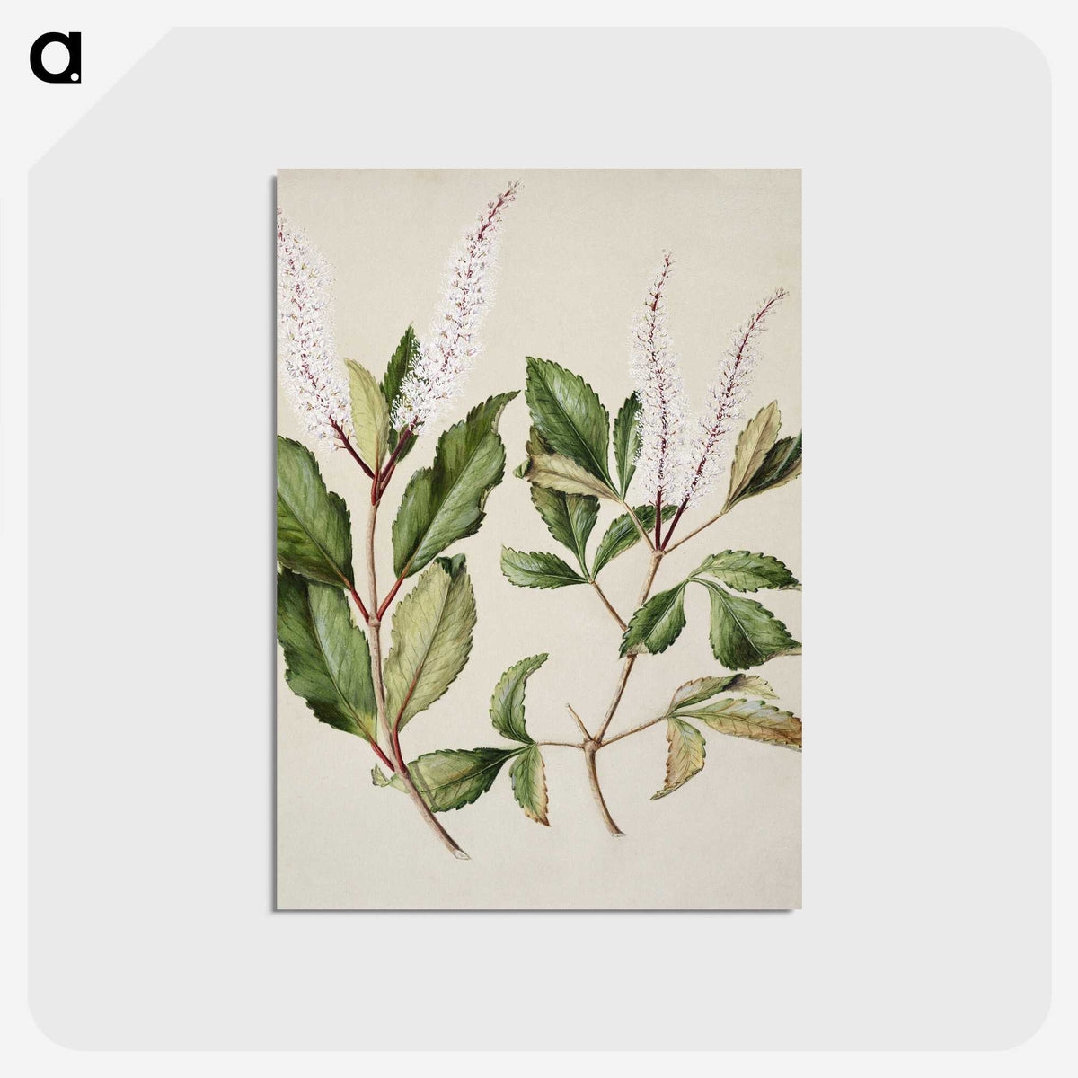 1-89_Native-Flowering-Plants-of-New-Zealand_postcard