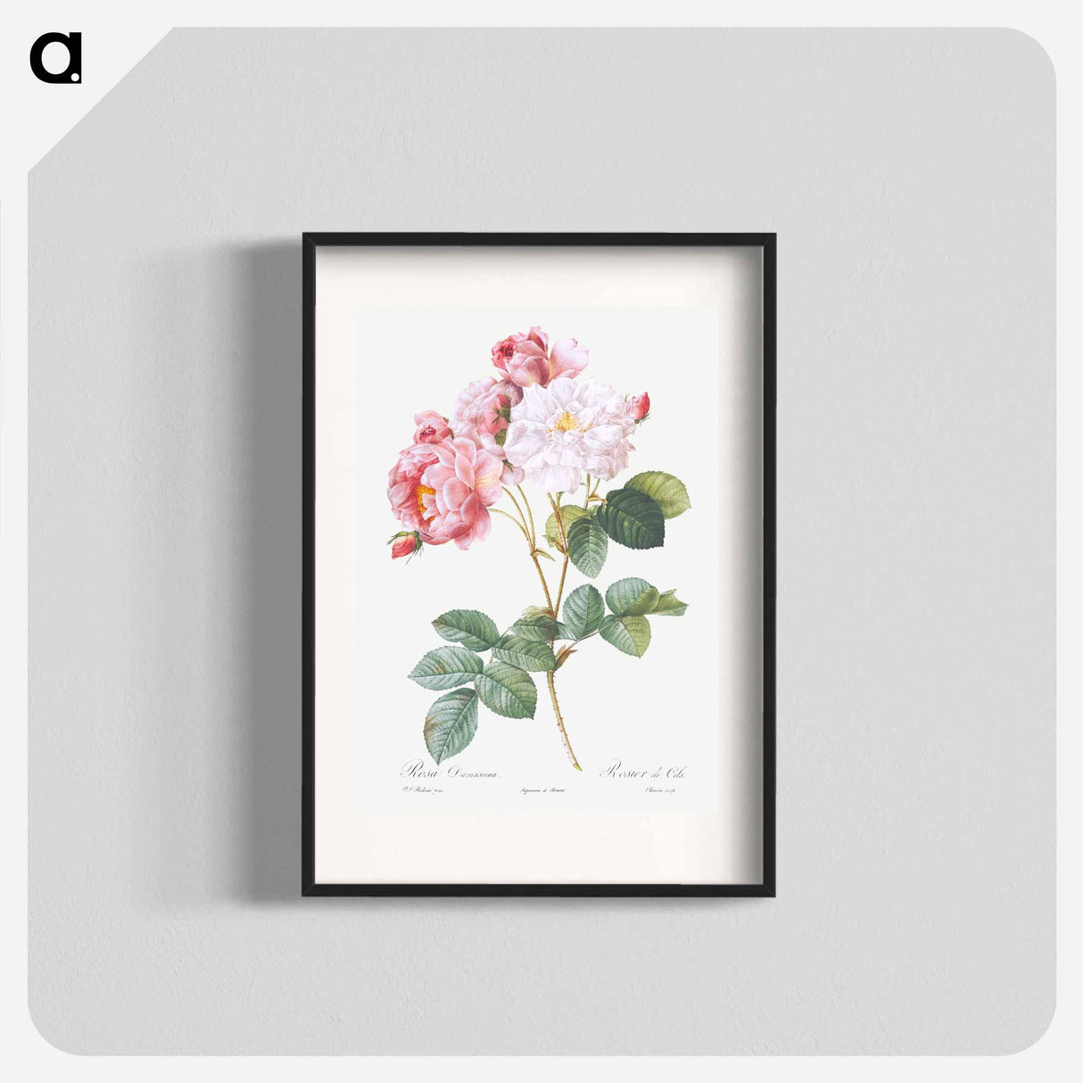 Rosa × damascena, Rosebush - Pierre-Joseph Redouté Poster.
