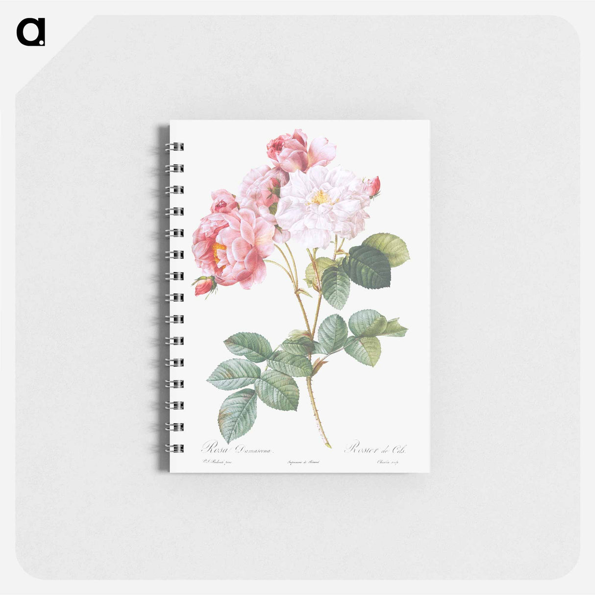 Rosa × damascena, Rosebush - ピエール ジョゼフ ルドゥーテ Memo.