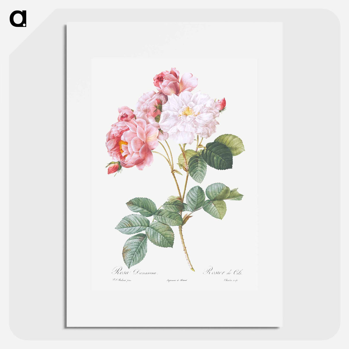 Rosa × damascena, Rosebush - Pierre-Joseph Redouté Poster.