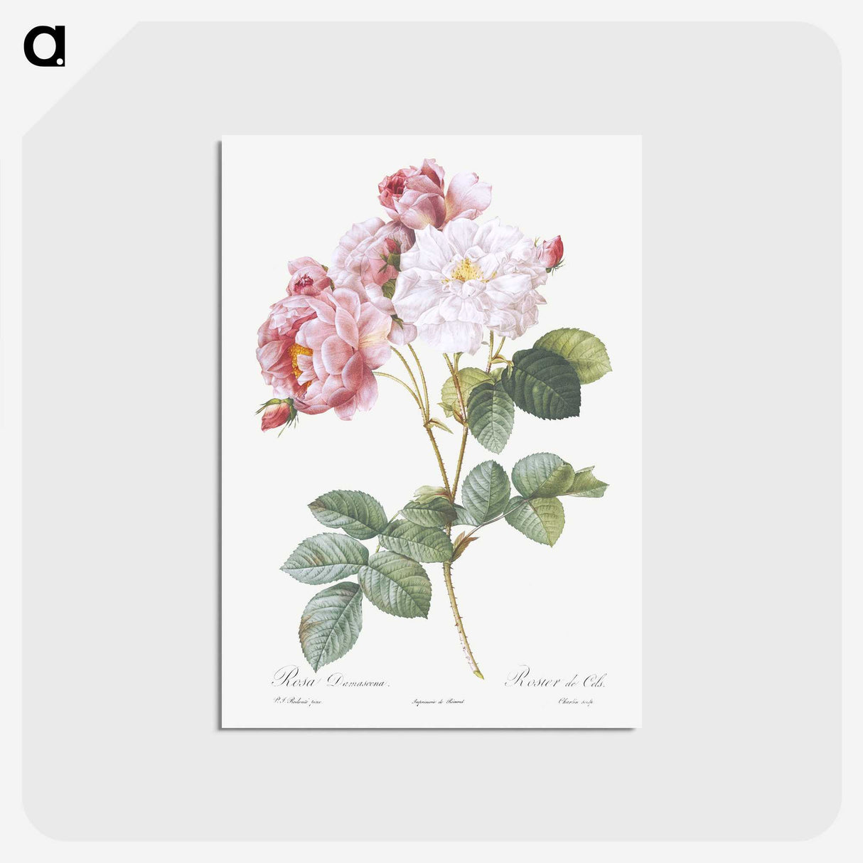 1-89_Pierre-Joseph-Redoute_postcard