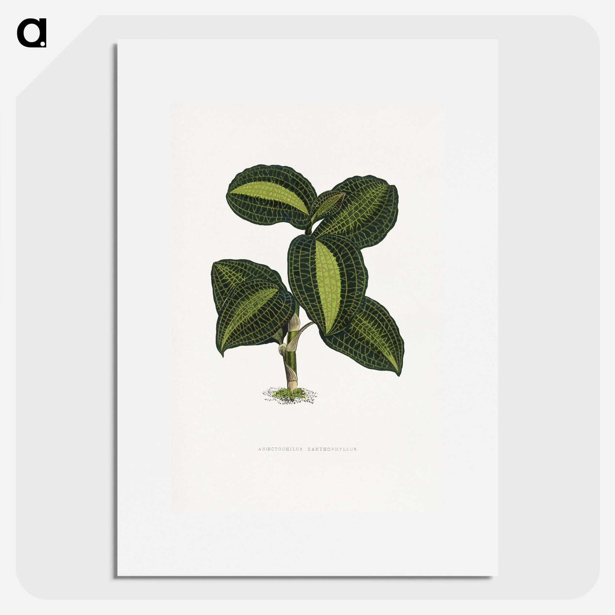 1-89_Plants-with-Colored-Foliage_picture