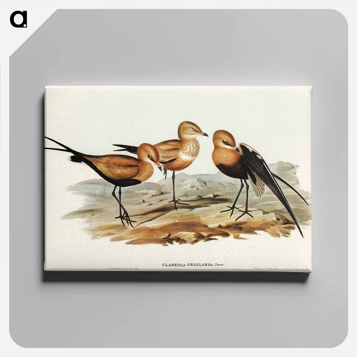 アートパネル-Australian Pratincole
- オーストラリアの鳥 Canvas.