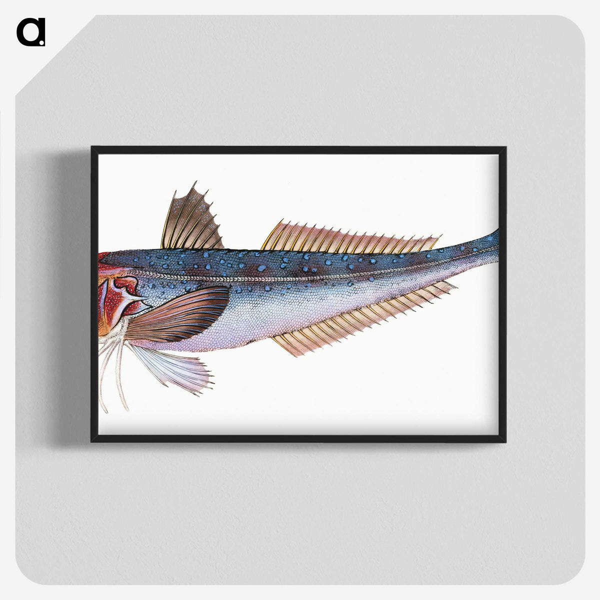 1-89_The-Natural-History-of-British-Fishes_blk-crop