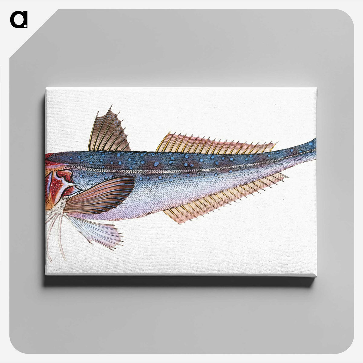 1-89_The-Natural-History-of-British-Fishes_canvas