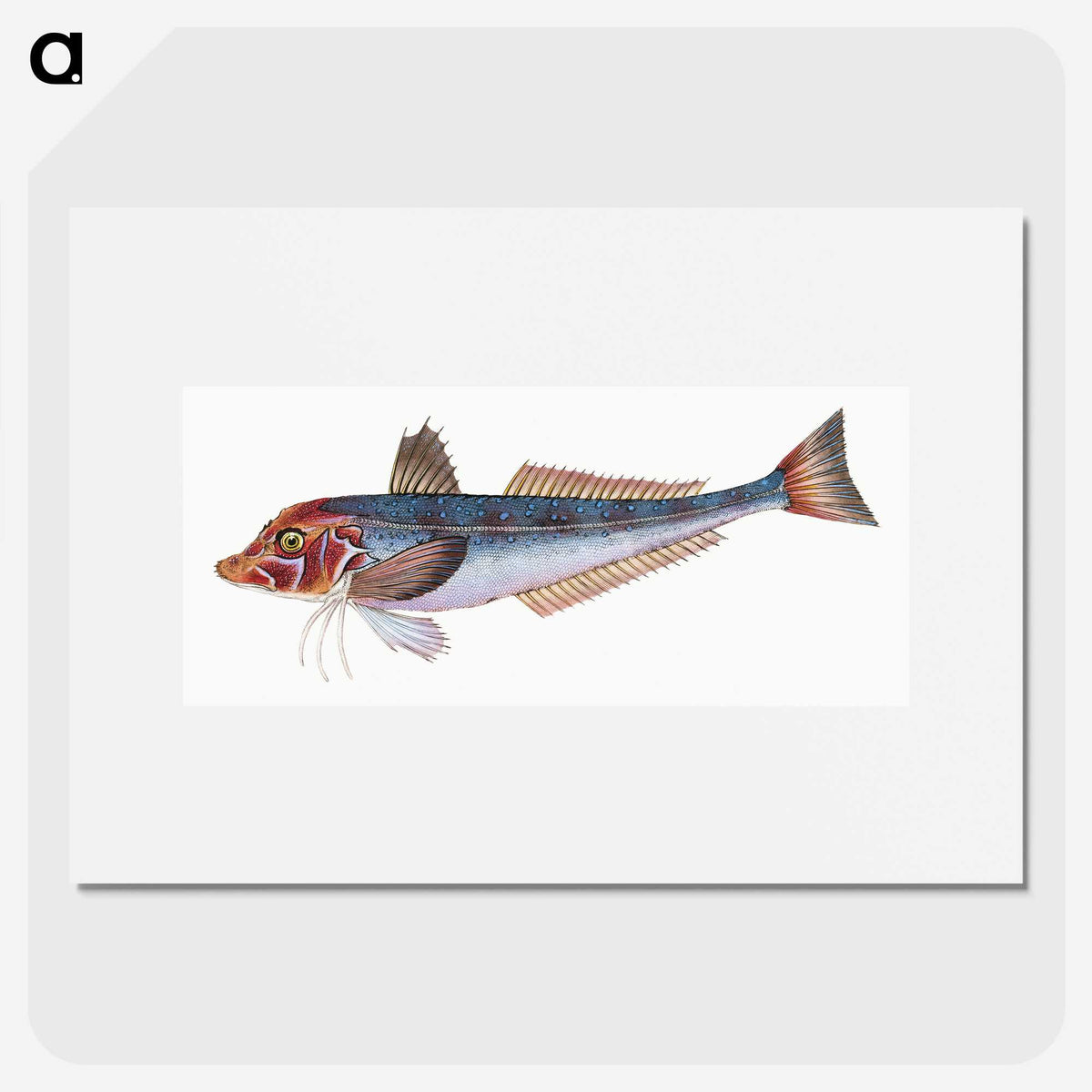 1-89_The-Natural-History-of-British-Fishes_picture