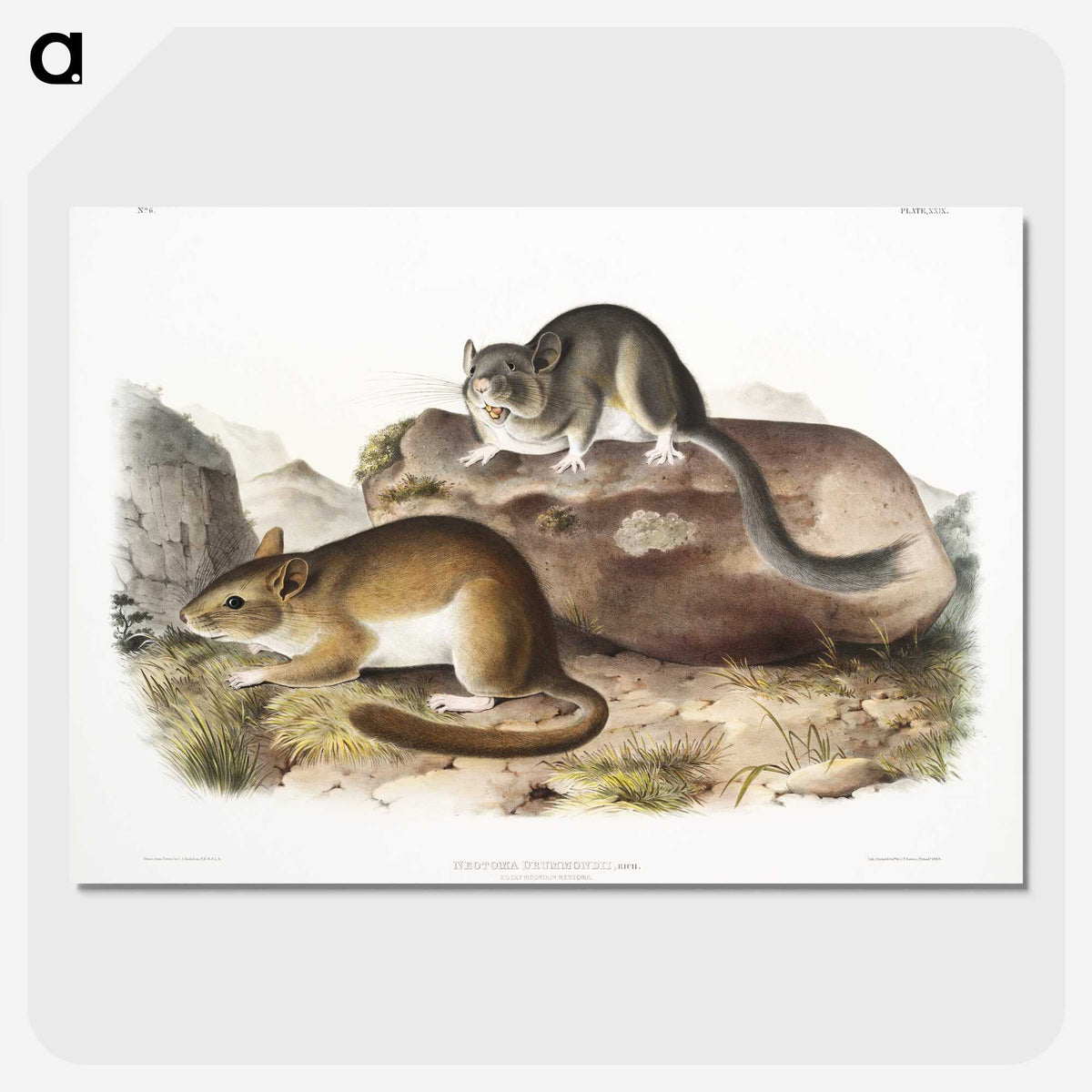 1-89_The-Viviparous-Quadrupeds_picture-crop