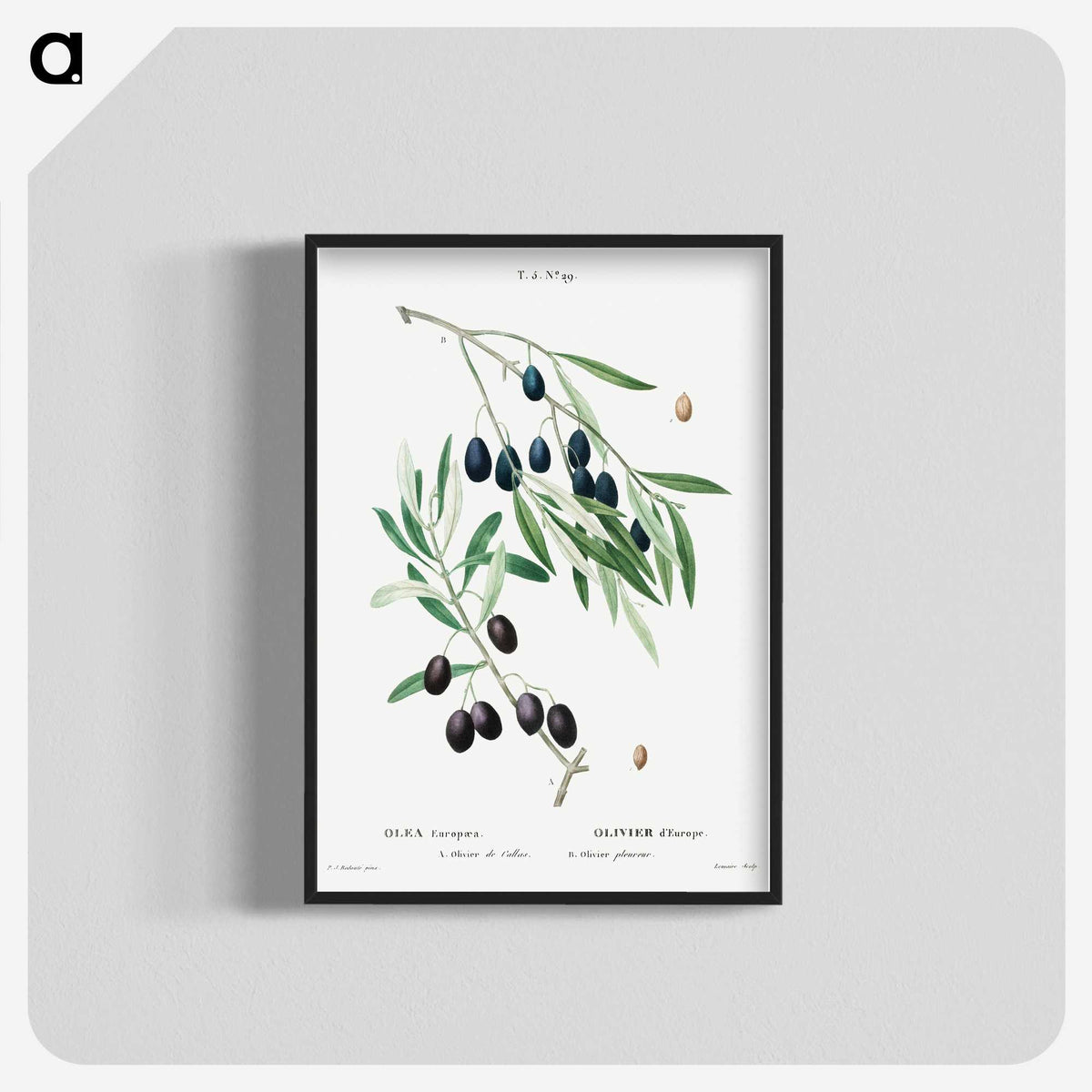 1-89_Treatise-on-Trees-and-Shrubs_blk-crop