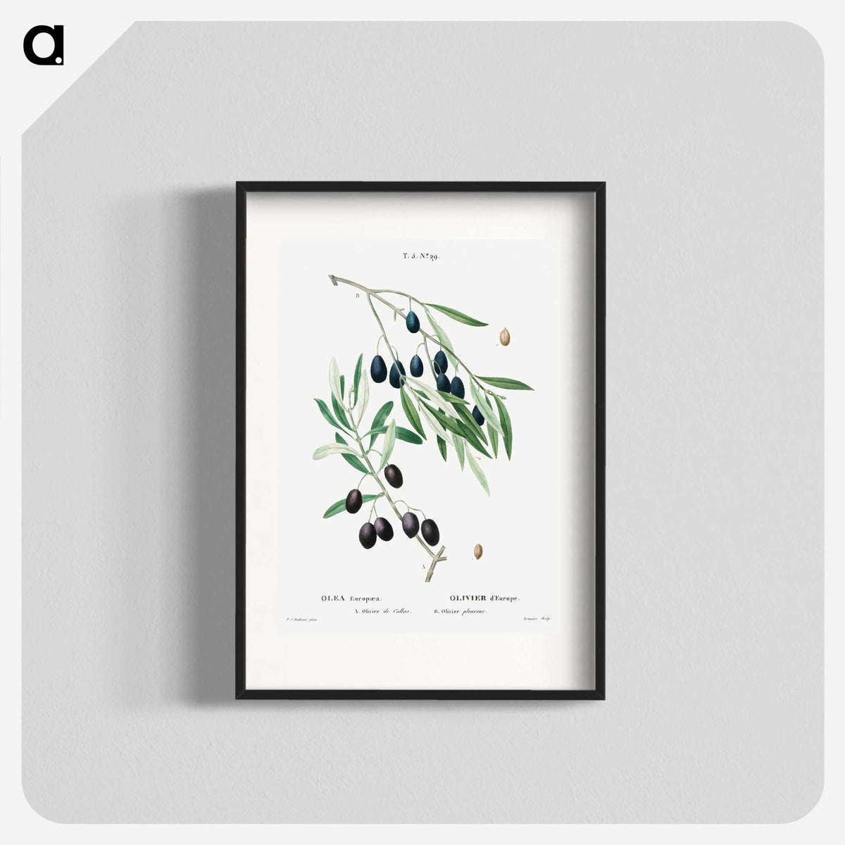 1-89_Treatise-on-Trees-and-Shrubs_blk