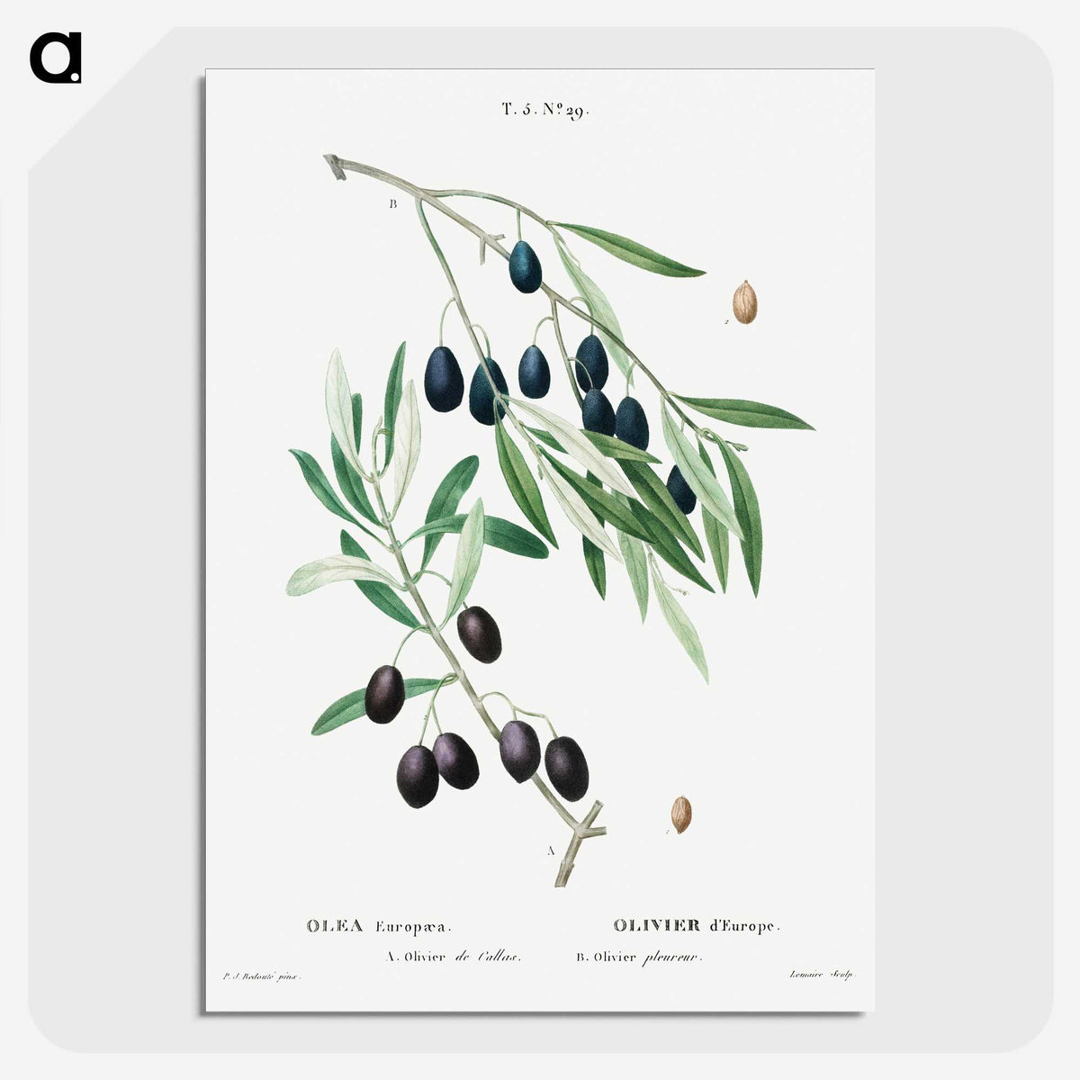 1-89_Treatise-on-Trees-and-Shrubs_picture-crop
