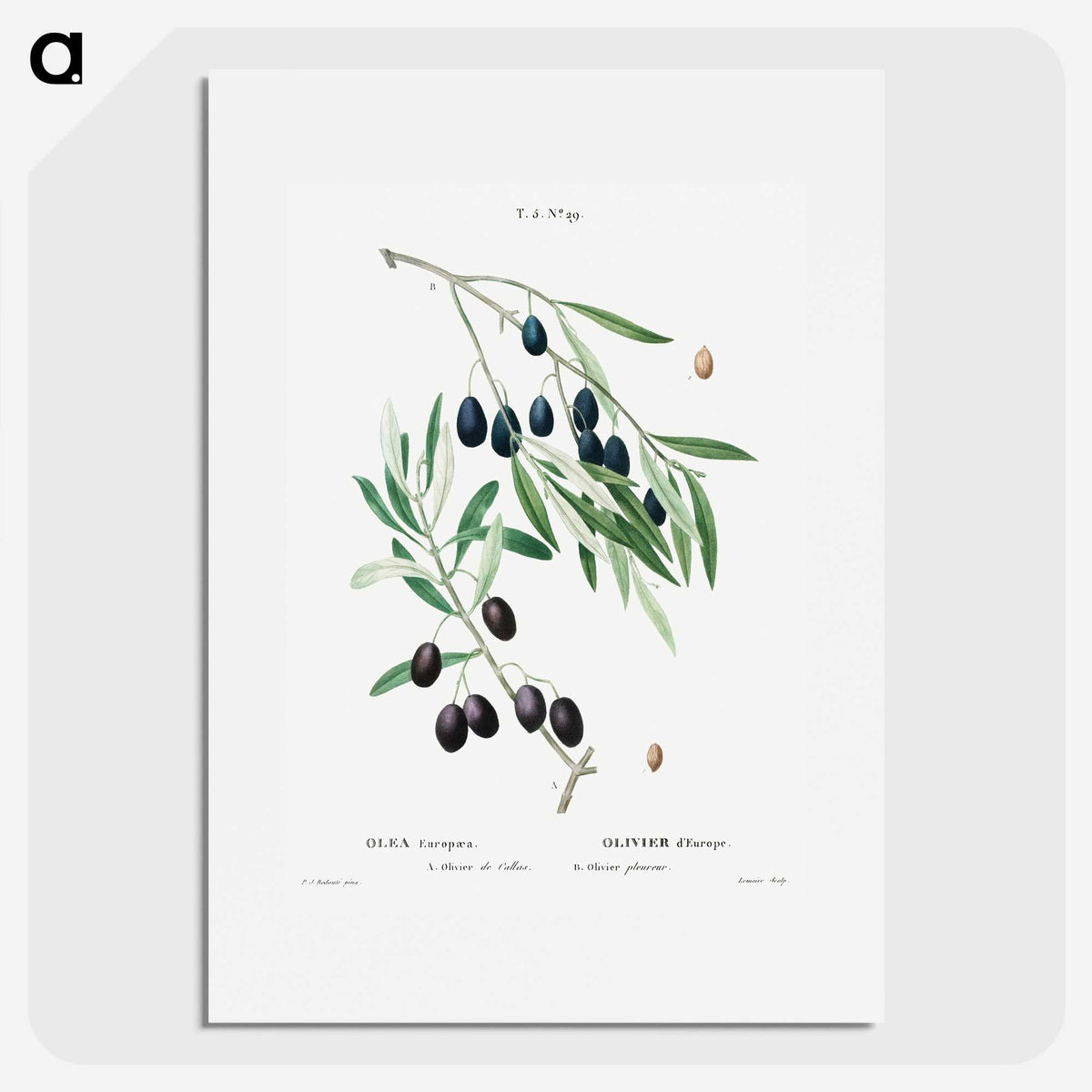 1-89_Treatise-on-Trees-and-Shrubs_picture