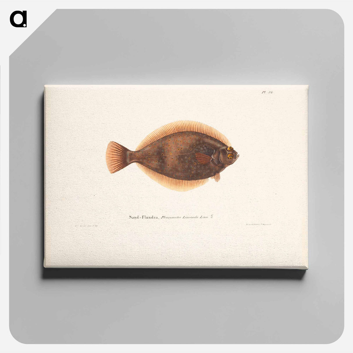 Dab - Wilhelm von Wright Canvas.