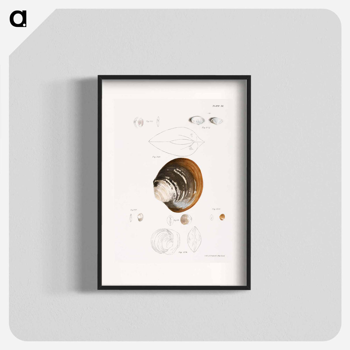 Different types of seashells illustration from Zoology of New York by James Ellsworth De Kay - ニューヨークの動物学 Poster.