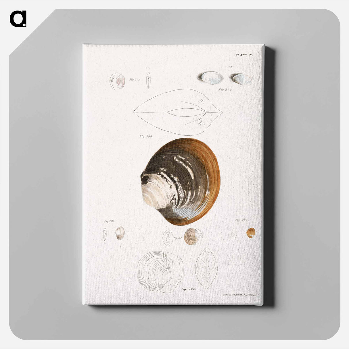 Different types of seashells illustration from Zoology of New York by James Ellsworth De Kay - ニューヨークの動物学 Canvas.