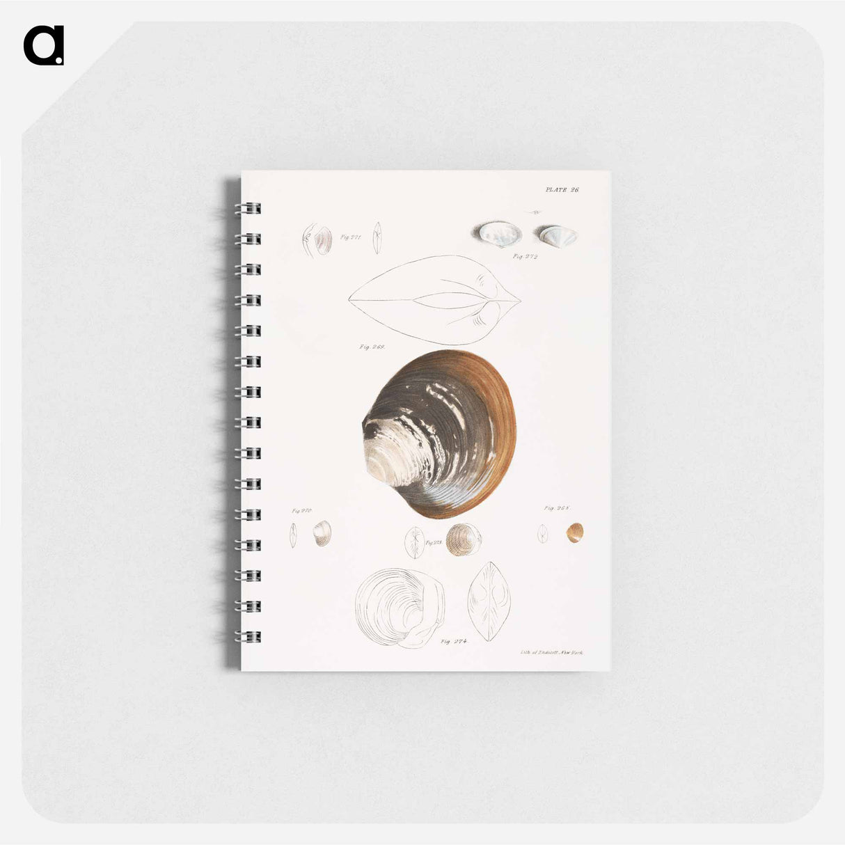 Different types of seashells illustration from Zoology of New York by James Ellsworth De Kay - ニューヨークの動物学 Memo.