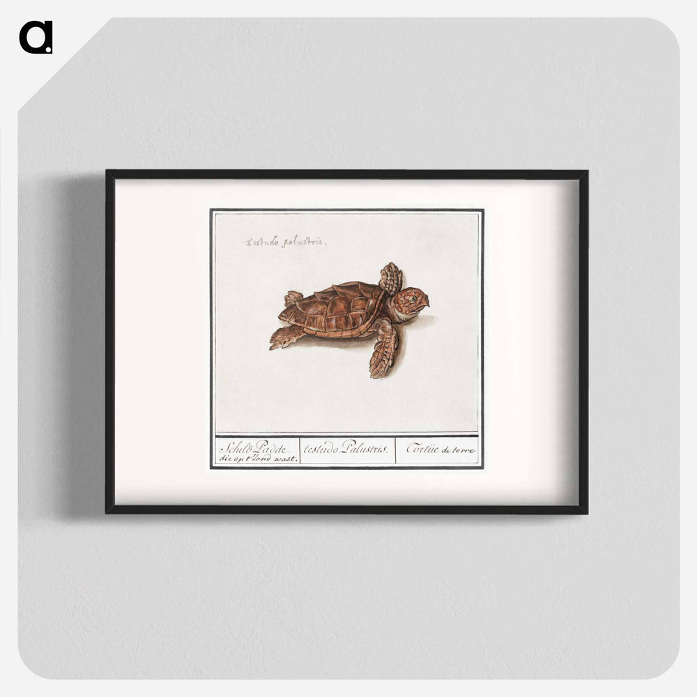 Sea turtle - アンセルムス ボエティウス デ ブート Poster.