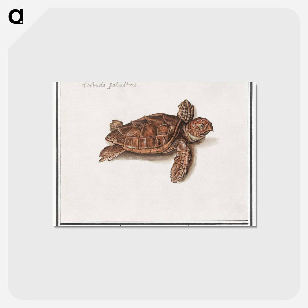 Sea turtle - アンセルムス ボエティウス デ ブート Postcard.