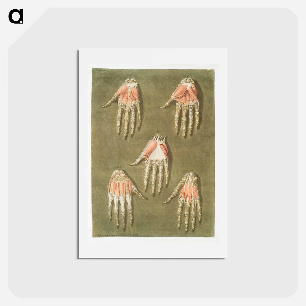 This fascinating collection of anatomical illustrations - アルノルド エロイ ゴーティエ ダゴティ Postcard.