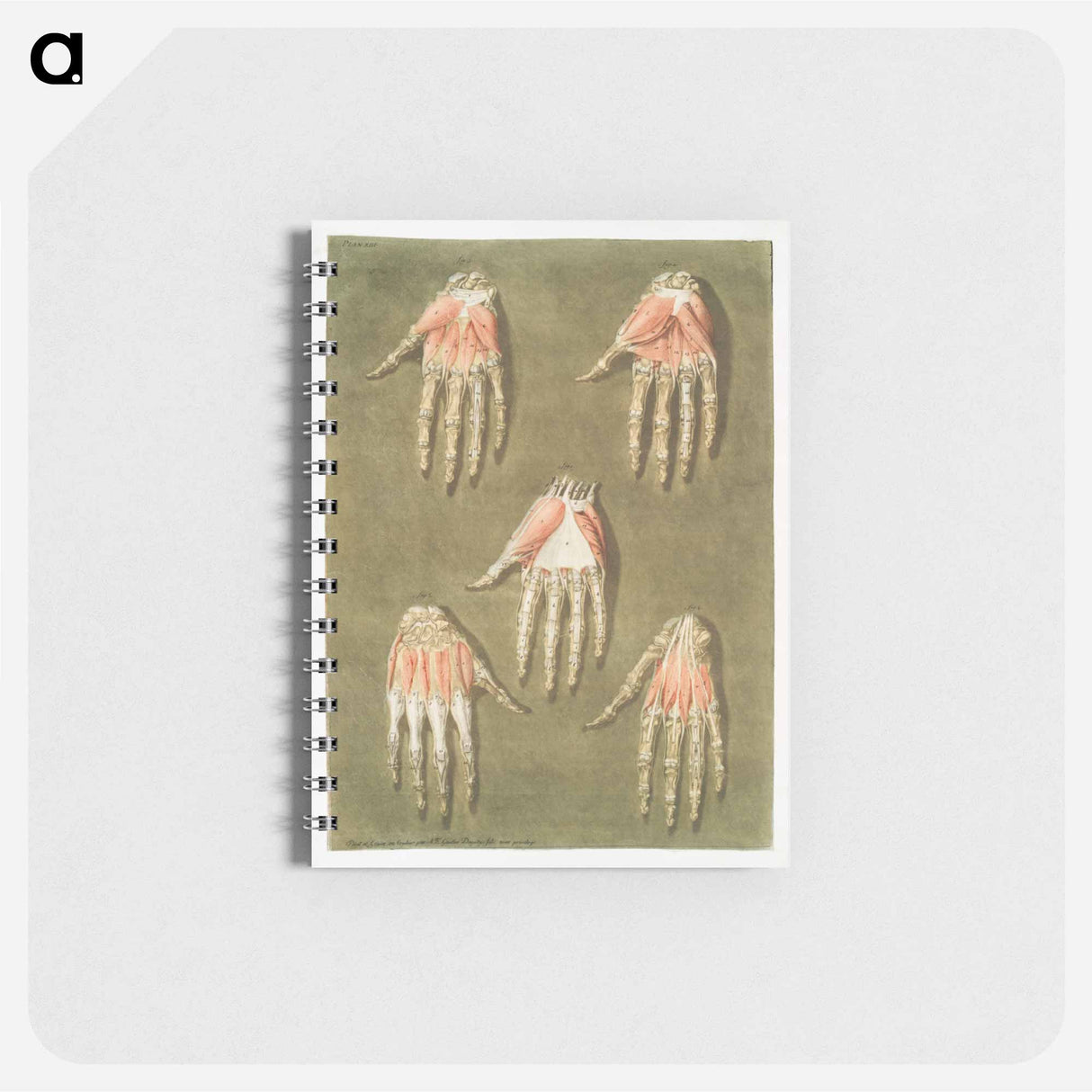 This fascinating collection of anatomical illustrations - アルノルド エロイ ゴーティエ ダゴティ Memo.