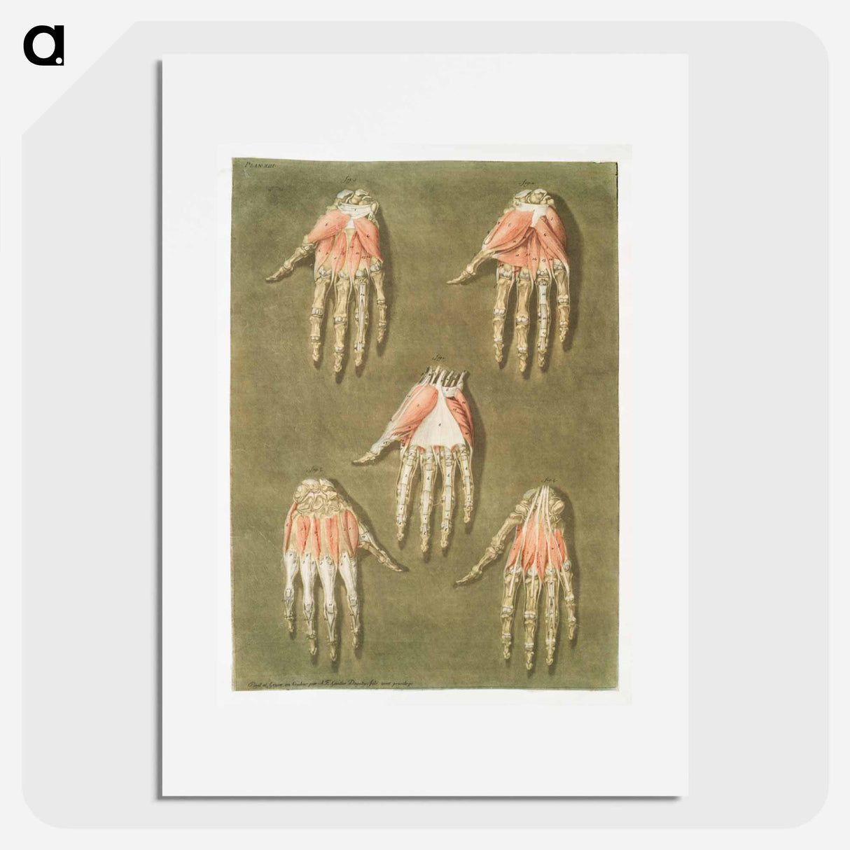 This fascinating collection of anatomical illustrations - アルノルド エロイ ゴーティエ ダゴティ Poster.