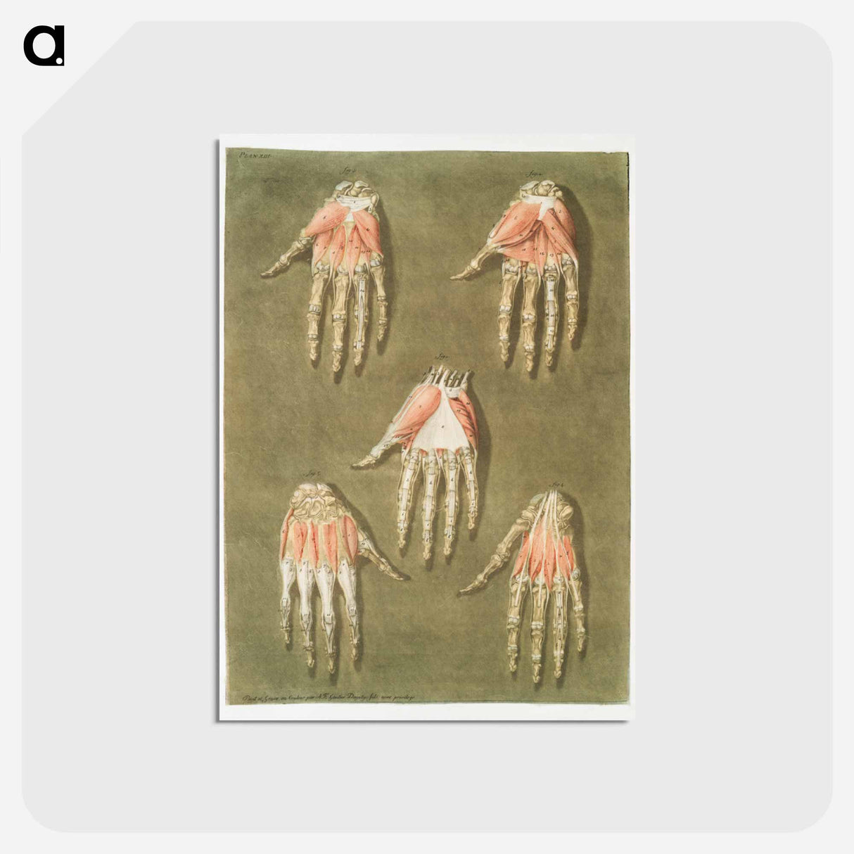 This fascinating collection of anatomical illustrations - アルノルド エロイ ゴーティエ ダゴティ Postcard.