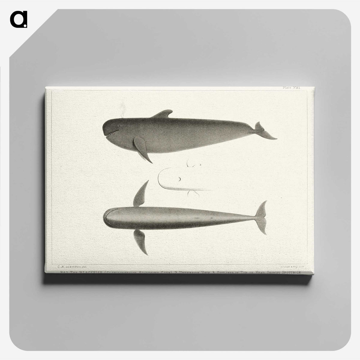 1-8_Charles-Melville-Scammon_canvas