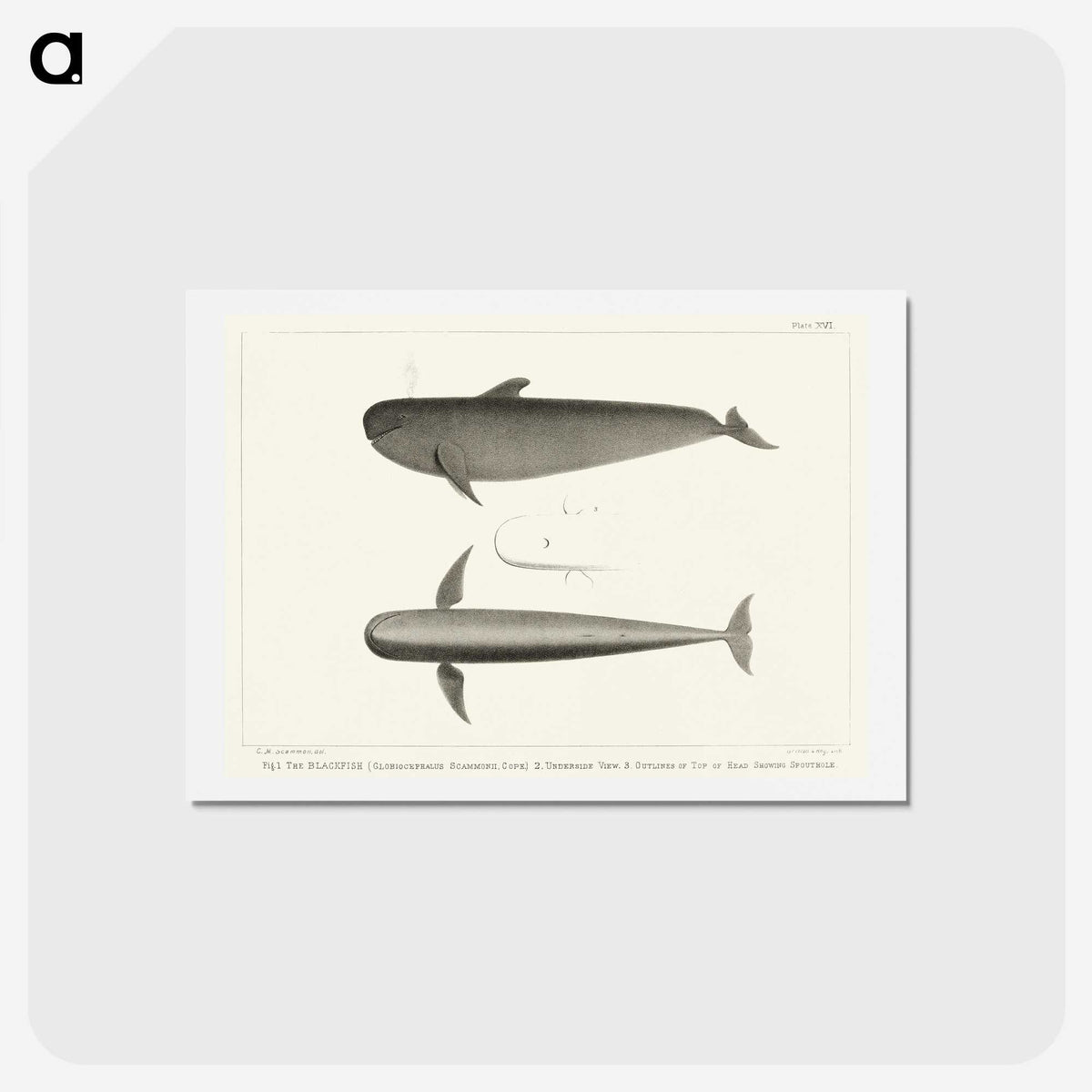 1-8_Charles-Melville-Scammon_hagaki