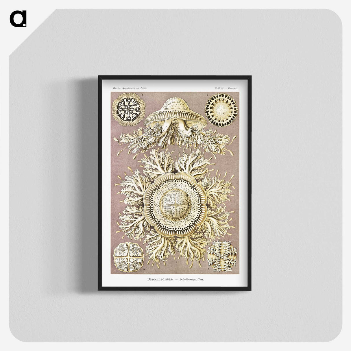 1-8_Ernst-Haeckel_blk-crop