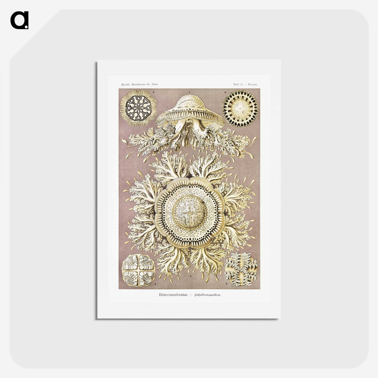 1-8_Ernst-Haeckel_hagaki
