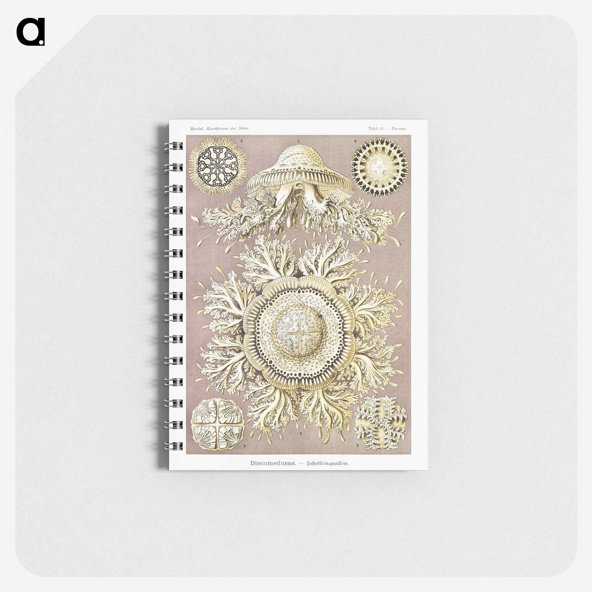 1-8_Ernst-Haeckel_memo