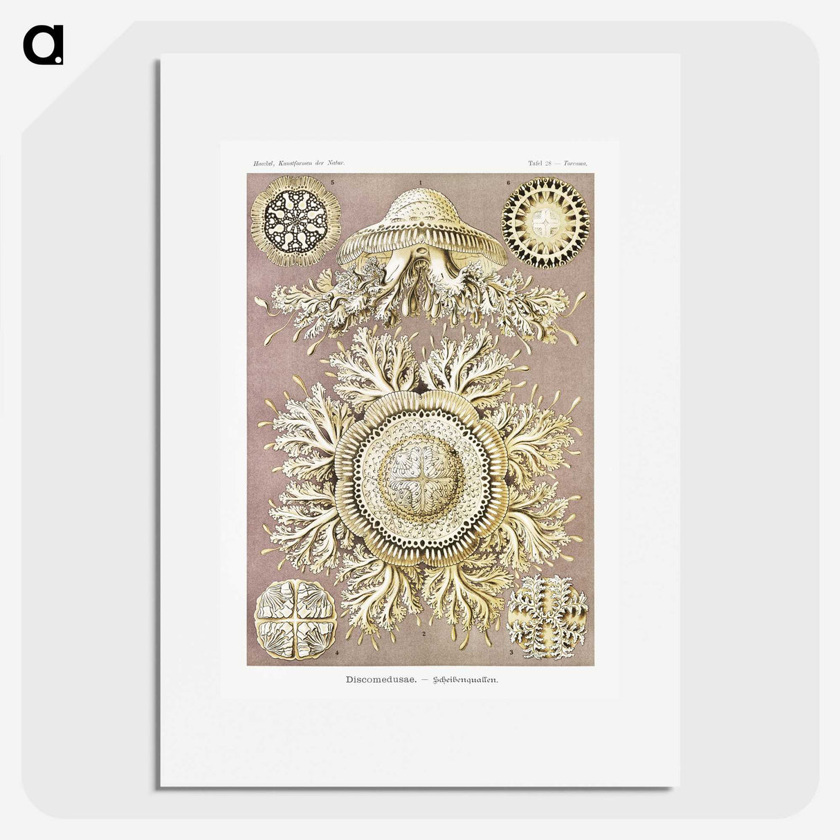 1-8_Ernst-Haeckel_picture