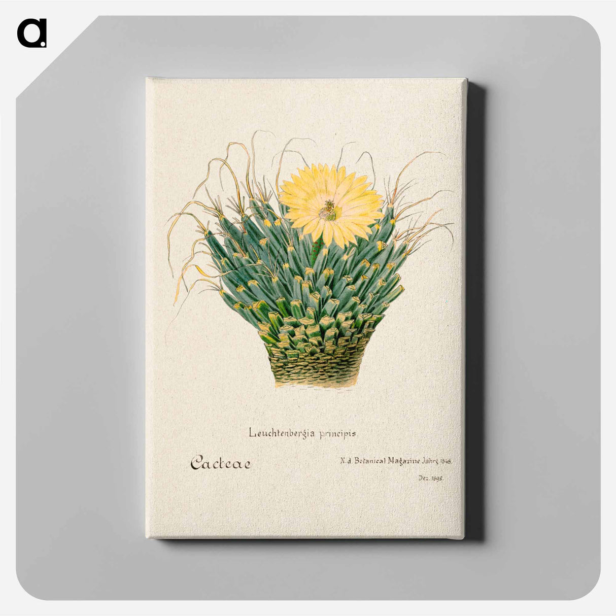 アートパネル-Agave Cactus
- サボテン科 Canvas.