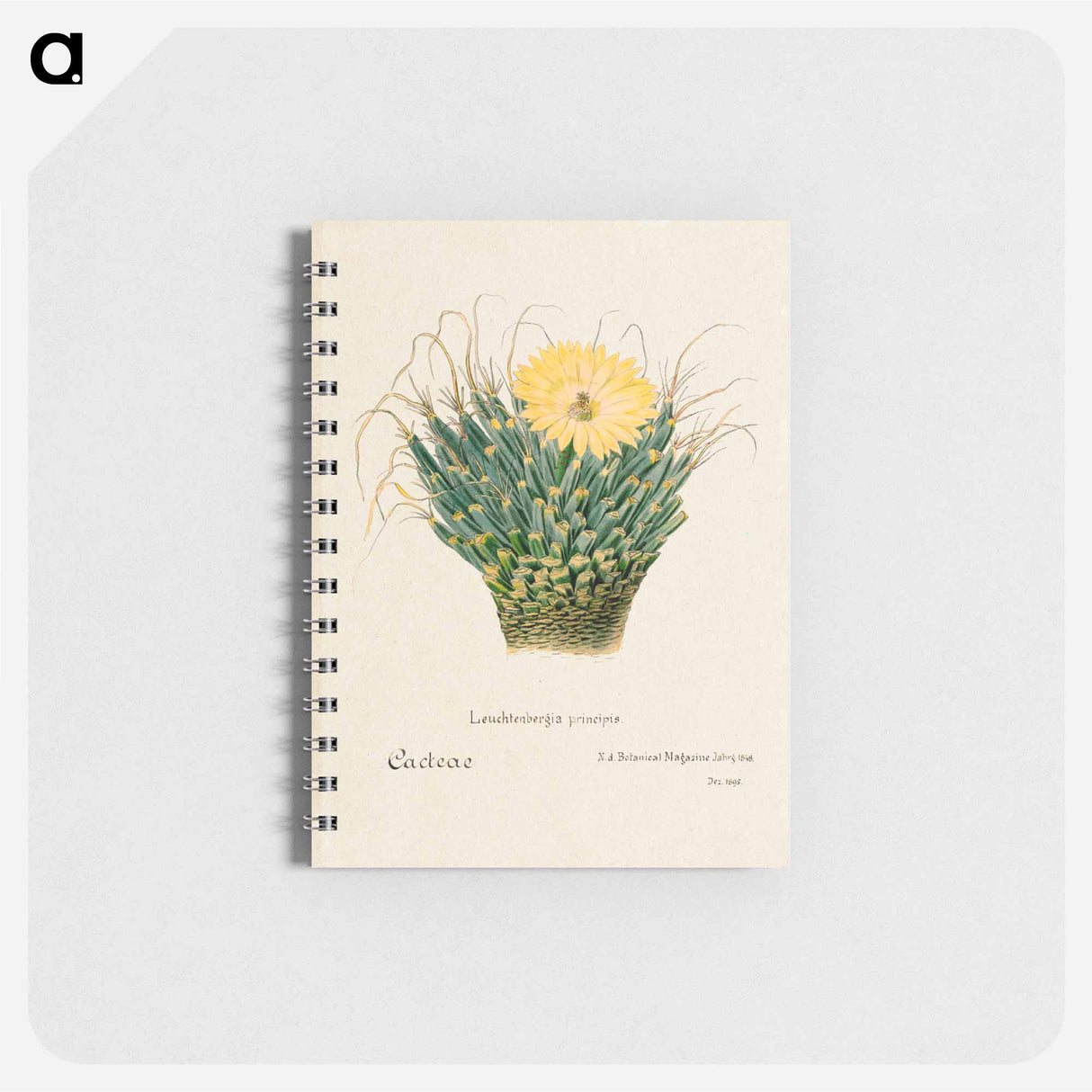 アートメモ帳-Agave Cactus
- サボテン科 Memo.
