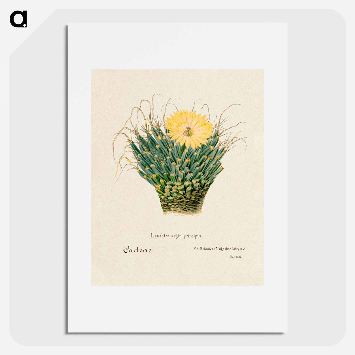 アートポスター-Agave Cactus
- サボテン科 Poster.