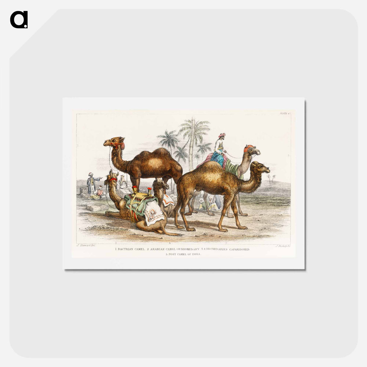 アートポストカード-Camels of the Earth
- ゴールドスミスの生き生きとした自然 Postcard.
