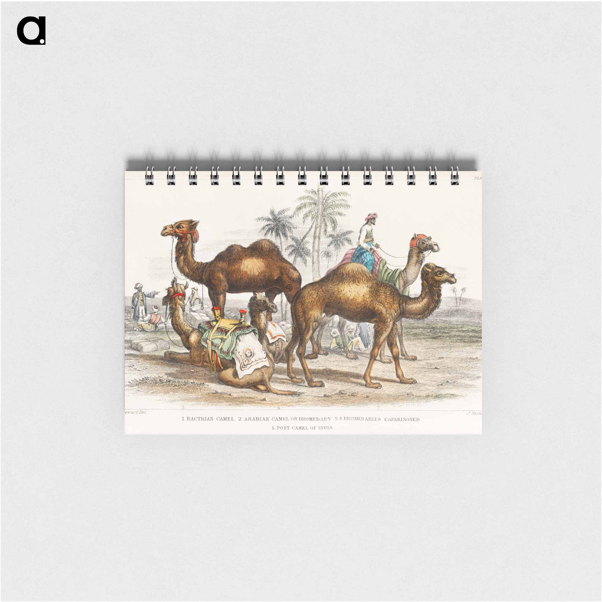 アートメモ帳-Camels of the Earth
- ゴールドスミスの生き生きとした自然 Memo.